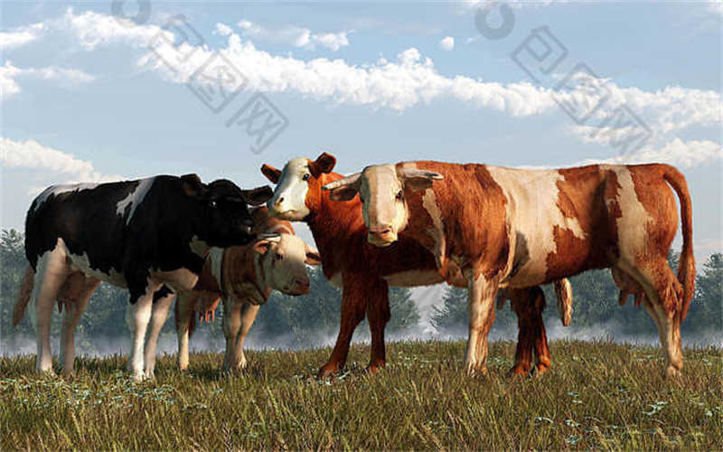 曲家店鎮(zhèn)反芻技術交流會圓滿成功